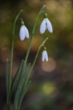 Snowdrop (Galanthus nivalis Magnet), Emsland, Lower Saxony, Germany, Europe