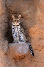 Ocelot (Leopardus pardalis), adult, sitting, at the den, alert, Sonora Desert, Arizona, North