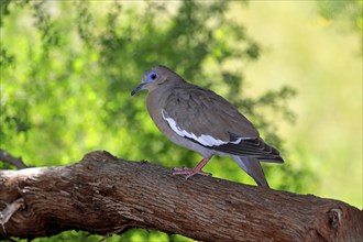 White-winged dove (Zenaida asiatica), adult, on tree, Sonoran Desert, Arizona, North America, USA,