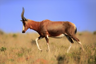 Bontebok (Damaliscus pygargus), adult, running, foraging, Mountain Zebra National Park, South