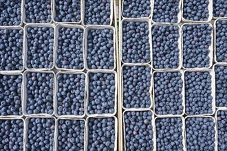 Freshly picked european blueberry (Vaccinium myrtillus) at the Freiburg weekly market market,