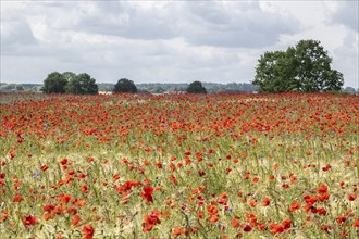 Poppy flower (Papaver rhoeas) in a grain field, Mecklenburg-Western Pomerania, Germany, Europe