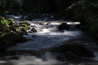 River Wesenitz, Liebethaler Grund, part of the Malerweg, summer, Saxon Switzerland, Saxony,