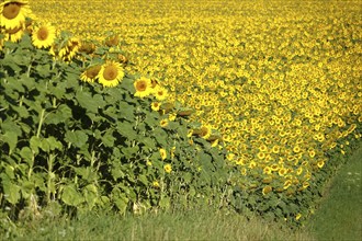 Sunflowers (Helianthus annuus), July, Saxony, Germany, Europe