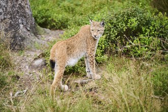 Eurasian lynx (Lynx lynx) standing in the forest, Bavaria, Germany, Europe