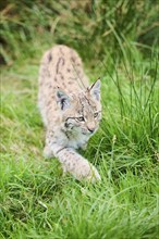 Eurasian lynx (Lynx lynx) youngster walking through the grass, Bavaria, Germany, Europe