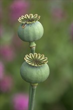 Opium poppy (Papaver somniferum), Mecklenburg-Western Pomerania, Germany, Europe