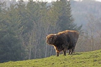 Scottish Highland Cattle, Kyloe, Balve, North Rhine-Westphalia, Germany, Europe