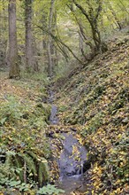 Dortebach valley in autumn, the Dortebach flows through a narrow side valley of the Moselle,