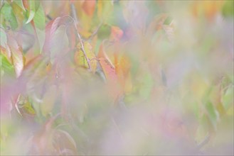 Colourful autumn leaves, wild cherry (Prunus avium), impressionistic, Moselle,