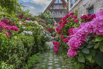 Hydrangeas in bloom in the front garden of an old farmhouse, Ödenberg, . Middle Franconia, Bavaria,