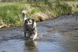 Kangal, Anatolian guard dog in the water, Allgäu, Bavaria, Germany, Europe