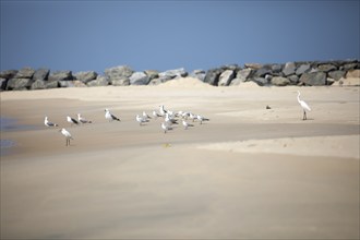 Great egret (Ardea alba, syn.: Casmerodius albus, Egretta alba), Whiskered Terns (Chlidonias