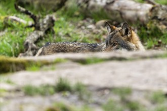 European gray wolf (Canis lupus) lying on a stone, France, Europe