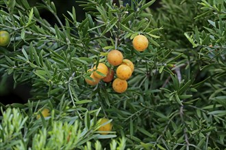 Weeping yew (Afrocarpus falcatus), fruit, fruit stand, Kirstenbosch Botanical Gardens, Cape Town,