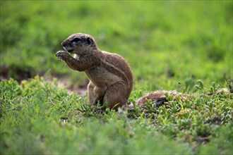 Cape ground squirrel (Xerus inauris), adult, alert, feeding, Mountain Zebra National Park, Eastern