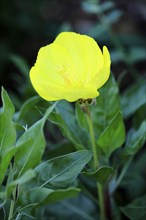 Common evening primrose (Oenothera biennis), flowering, flower, Ellerstadt, Germany, Europe