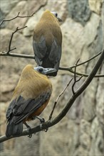 Capuchin Cotinga (Perissocephalus tricolor), Walsrode Bird Park, Lower Saxony, Germany, Europe