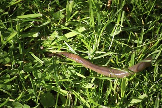 Earthworm in grass, Lumbricus Terrestris