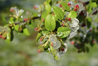 Hamburg, Altes Land, Obstplantage, Frostschutz