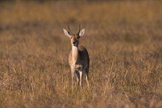 Bohor reedbuck (Redunca redunca) mll Botswana, Botswana, Africa