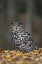 European eagle owl (Bubo bubo) adult bird on fallen leaves in a woodland in the autumn, England,