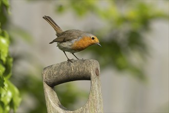 European robin (Erithacus rubecula) adult bird on a garden fork handle in the summer, Suffolk,