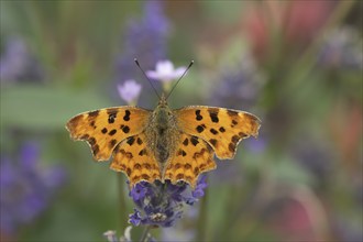 Comma butterfly (Polygonia c-album) adult insect feeding on blue Lavender flowers in a garden,