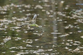 Emperor dragonfly (Anax imperator) adult female insect flying over the water of a pond, Suffolk,