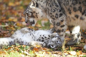 Snow leopard (Panthera uncia syn. Uncia uncia) mother with her youngster in autumn, captive