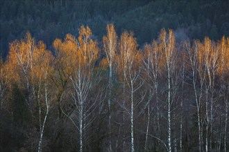 Birch trees in the evening light, Wauwilermoos in the canton of Lucerne, Switzerland, Europe