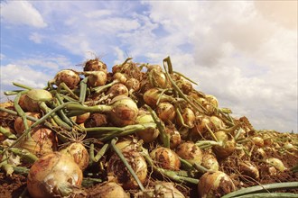 Agriculture onion harvest, the harvested onions lie in piles