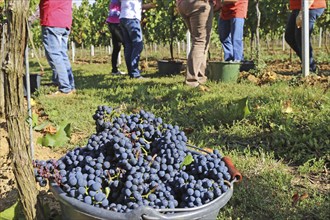 Grape grape harvest: Hand-picking Pinot Noir grapes in the Palatinate