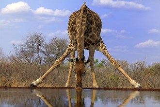 Southern giraffe (Giraffa camelopardalis giraffa), adult, drinking, at the water, Kruger National