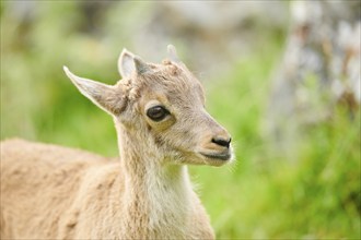 Alpine ibex (Capra ibex) youngster, portrait, wildlife Park Aurach near Kitzbuehl, Austria, Europe