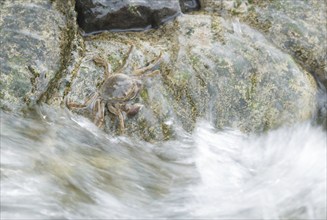 Chinese mitten crab (Eriocheir sinensis), invasive species, neozoon, crab, juvenile, clings to a