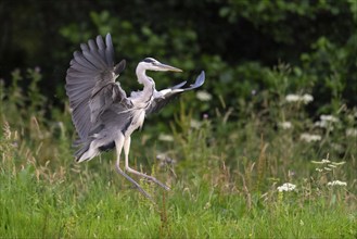 Grey heron (Ardea cinerea) in flight, Aviemore, Scotland, Great Britain