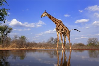 Southern giraffe (Giraffa camelopardalis giraffa), adult, at the water, Kruger National Park,