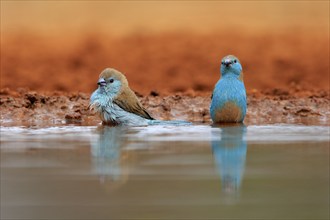 Angolan butterfly finch (Uraeginthus angolensis), blue-eared butterfly finch, adult, two birds, at