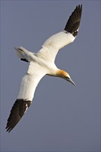 Northern gannet, Northern gannet (Sula bassana), flight photo, looking for nesting material, nest