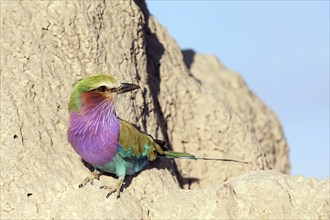 Africa, Botswana, Fork-tailed Roller, Coracias caudatus, Botswana, Africa