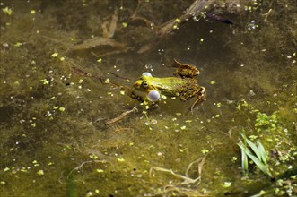 A green-brown frog in the water between algae looks into the camera, green frog (Pelophylax kl.