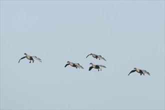 Pink-footed goose (Anser brachyrhynchus) five adult geese in flight coming into land, Norfolk,