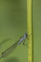 Emerald damselfly (Lestes sponsa) adult male insect resting on a plant stem, Suffolk, England,