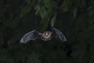 Common pipistrelle (Pipistrellus pipistrellus) hunting insects in front of deciduous forest,