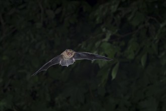 Common pipistrelle (Pipistrellus pipistrellus) hunting insects in front of deciduous forest,