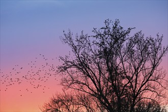 Starlings gather in treetops at sunset, Canton Lucerne, Switzerland, Europe