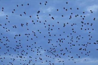 Flock of starlings in flight at dusk