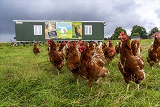 Chickens in a meadow, mobile housing, free-range chickens, free-range eggs, north of