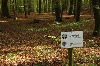 Europe, Germany, Lower Saxony, Stade district, cemetery forest in Neukloster Forst, burial in